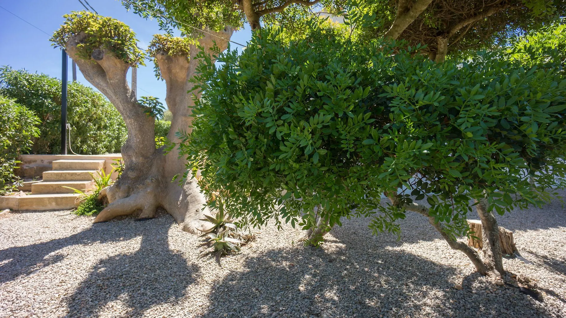 Son Veri Vell لوكماجور فيلة